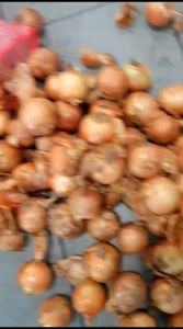 Bawang Bombay Impor Ukuran besar 60/80