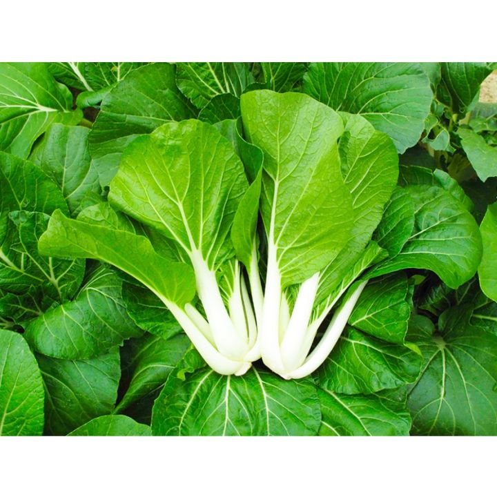 Realistic Petchay cabbage seeds condor seeds - plant - vegetable - pechay BLACK BEHI ...