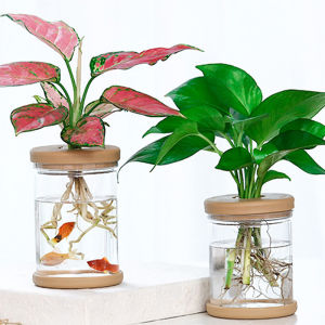 【Comfortable House】 COD ขี้เกียจโปร่งใสกระถาง hydroponic ดูดซึมน้ำอัตโนมัติ