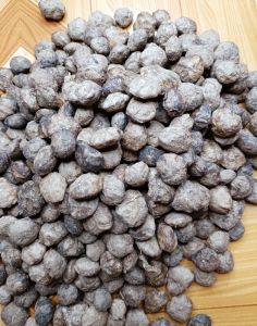 1kg hạt giống cây sấu (hạt sấu trắng)