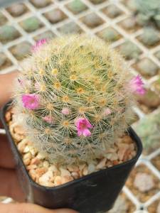 ต้นกระบองเพชร แมมขนนก แมมขนนกเหลือง คละสีดอก Mammillaria schiedeana #แคคตัส cactus Mammillaria