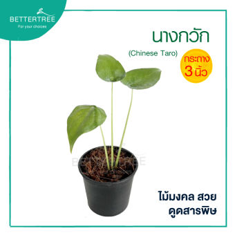 รูปจากผู้ขายบน Lazada: นางกวัก กระถาง 3 นิ้ว ไม้มงคล ไม้ฟอกอากาศ ตั้งราคา ฿20 ขายแล้ว 71 ชิ้น