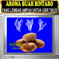 PENGUSIR TIKUS AMPUH | BUAH BINTARO LEMBAB | BUAH SIMPALAK. 