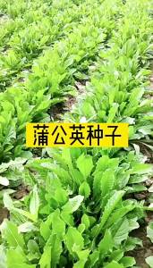 Newly Produced Dandelion Seeds Wild Vegetables Mother-in-Law Ding Planting Medicinal Edible Seeds Four Seasons Sowing Perennial Seeds Vegetables