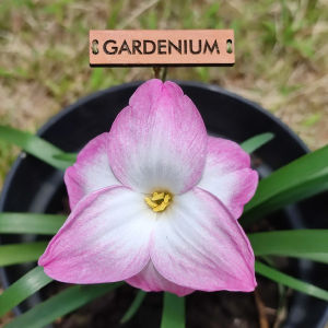 Umbi Bunga Rain Lily Rounded - Zephyranthes Labuffarosea Hybrid