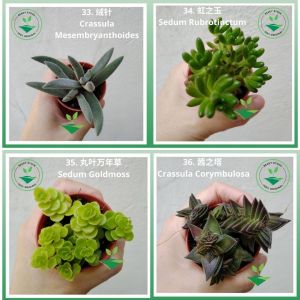 Import Real Live Succulent Pokok Hidup Cacti Kaktus Sukulen