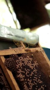 Madu Lavi Nektar bunga Akasia Carpa 1000gram real Raw Honey