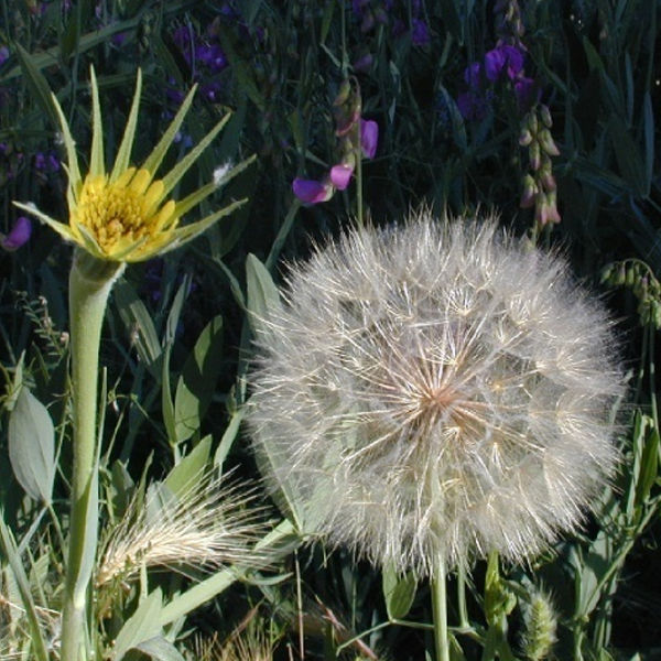 Giant Dandelion Seeds Rare Flower Seeds Heirloom Flower Seeds Organic ...