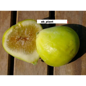Bibit Buah Tin LSU Golden Celeste Super