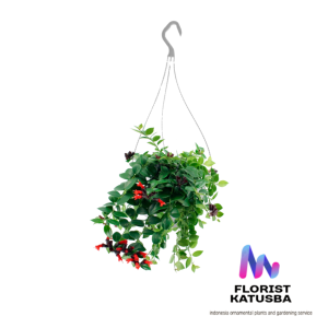 tanaman gantung hoya lipstick bunga  merah daun kecil