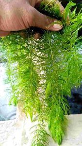 Ganggang Air Hydrilla & Tanaman Aquascape Per 5 Batang