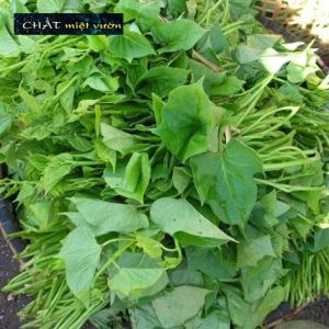 Combo 10 dây khoai lang giống siêu củ/siêu đọt (10 cây giống đỏ/xanh dài ~35cm)