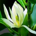 CÂY HOA NGỌC LAN TRẮNG, CÂY ĐANG NỤ, CAO TRÊN 80CM. 