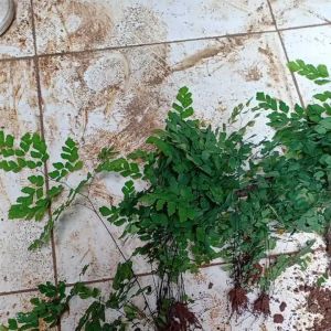 Pohon Suplir Tanaman Hias Suplir Pohon Pakis Suplir Murah