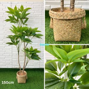 Pohon Artificial Tanaman Hias Daun Manggis T150 & T170 Latex Cover Pot Purun Handle Pajangan Studio Hiasan Apartemen