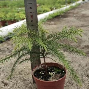 Nanyang cedar potted plants four seasons evergreen