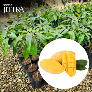 จิตตรา ต้นพันธุ์มะม่วงน้ำดอกไม้สีทอง เสียบยอดสูง 60-80 cm ปลูกปีเดียวติดลูก พร้อมส่ง เคลมฟรี ต้นพันธุ์ผลไม้ ต้นเตี้ย ผลดก