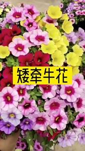 Petunia Potted Plant Easy to Grow All Seasons Climbing Vine Plant for Balcony Outdoor Garden Double Petal 0k Xiaolinghua