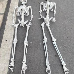 Mô hình khung xương người trang trí phòng xăm và các dịp lễ hội.