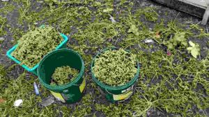 Azolla for livestock organic food (buy 5+free 1)