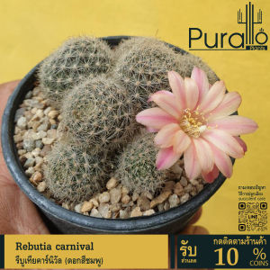 ต้นกระบองเพชร แคสตัส รีบูเทียคาร์นิวัล Rebutia carnival (ดอกสีชมพู) #cactus #เมล็ดพันธุ์พืช #กระถาง