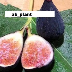 Bibit Buah Tin Negrone Cepat Berbuah 100% Valid