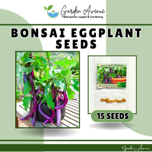 SULIT PACK (15PCS SEEDS) - BONSAI EGGPLANT LONG/FOR POT AND CONTAINER/EASY TO GROW/HYBRID/EASY TO HARVEST