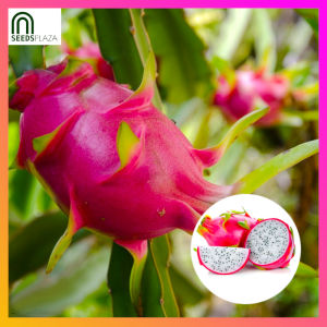 SeedsPLAZA™ - Dragon Fruit Seeds for Planting Fruits (10 Seed) incl. Planting Instruction
