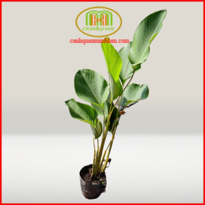 Cây dong lá bạc tạo không gian tiểu cảnh nhiệt đới Decor ban công theo phong cách Tropical cho quán cà phê giếng trời hồ bơi Minh Hân Garden