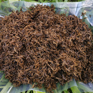 แกลบหมัก พร้อมใช้งาน 1 กก