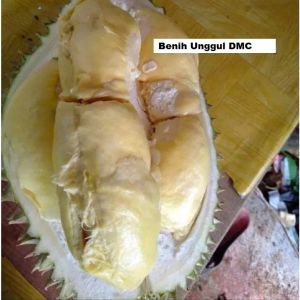 Bibit Durian Matahari Super Okulasi