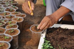 1kg xơ dừa hoai mục đã qua xử lý mầm bệnh