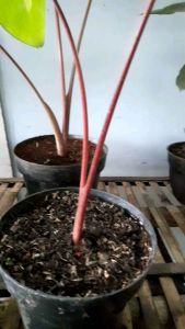 Colocasia white lava siap tanam