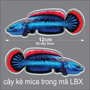 Cá kè bằng mica trong 2 lớp dầy 5mm màu sắc nét kè cá sung thủy sinh Bến Tre