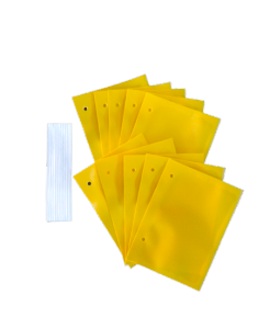 Fruit fly Attractant Sticky Trap 10pcs