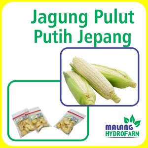 Benih Jagung Pulut Putih Jepang Unggulan Berkualitas biji bibit repack pure white cron hydroponik hidroponik tanam tanaman sayur buah pot