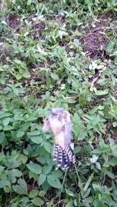 JARING BURUNG KUTUT JARING BURUNG POCI JARING BURUNG KACER POCI JARING BURUNG BESAR JARING BURUNG MANTAP JARING BURUNG KACER JOWO JARING BURUNG KACER DADA PUTIH JARING BURUNG KACER DADA HITAM JARING BURUNG SIAP PAKE JARING BURUNG MURAH JARING BURUNG 2 1/4