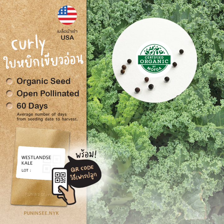 เมล็ดผักเคลใบหยิก Curly Kale Organic Seed