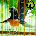 SEMPATI Bird Twitter Om Kicau Obat Burung Sakit Serak Sesak Nafas Macet Bunyi Gangguan Pernafasan VBTWIOK. 