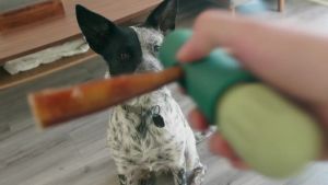 WOOF BullySafe - Bully Stick Holder - Durable Dog Chew Holder for Safe Long-Lasting Play - Easy to Clean - No More Swallowed Ends - for Dogs 10+ lbs