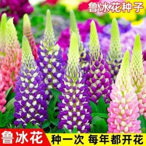 Peacock Grass Cold-Resistant Four Seasons Blooming Garden Landscape Flower Sea Easy-to-Grow Marigold