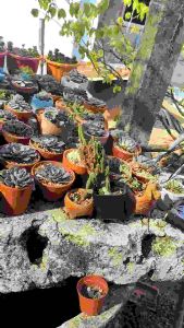 Sen đá size bầu kèm chậu gửi ngẫu nhiên (ib để lựa cây ưng ý)