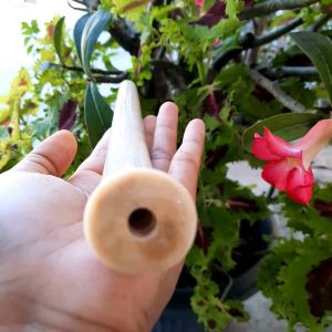 Cangklong IGA DUYUNG KRISTAL Jumbo Besar Padat Terjamin Asli Termurah By Alficraft