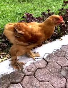 TELUR TETAS AYAM HIAS BRAHMA GIANT CHOCIN HY LINE