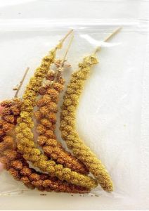 Yellow Millet spray Red Millet spray for small animals birds etc