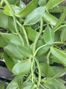 Vanilla Plant ( 80cm) Per cut