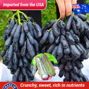 Potted Grape Seedlings Jumbo Sapphire Red Raisin