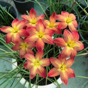 Combo 5 củ hoa huệ mưa ngoại màu chuẩn-thời gian ra hoa 1 tháng