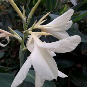 หน่อพุทธรักษาสีขาว