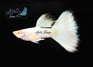 🐟Ajelis Guppy🐟 Albino Full Platinum Guppy 白金白子孔雀鱼 - Aquarium Ornamental Fish Ikan Hiasan 孔雀鱼